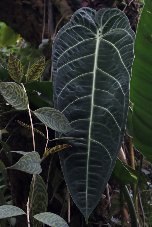 Anthurium warocqueanum