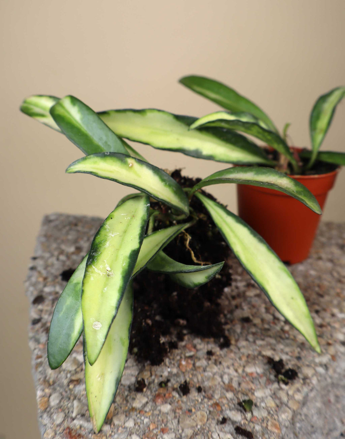 Hoya wayetii 'Tricolor'