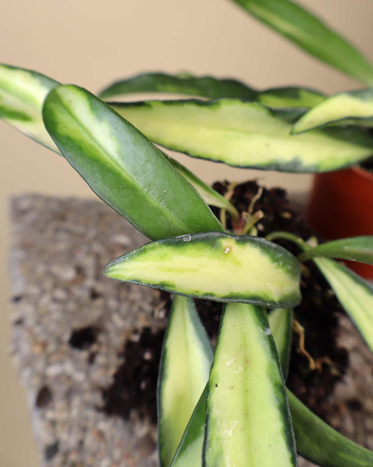 Hoya wayetii 'Tricolor'