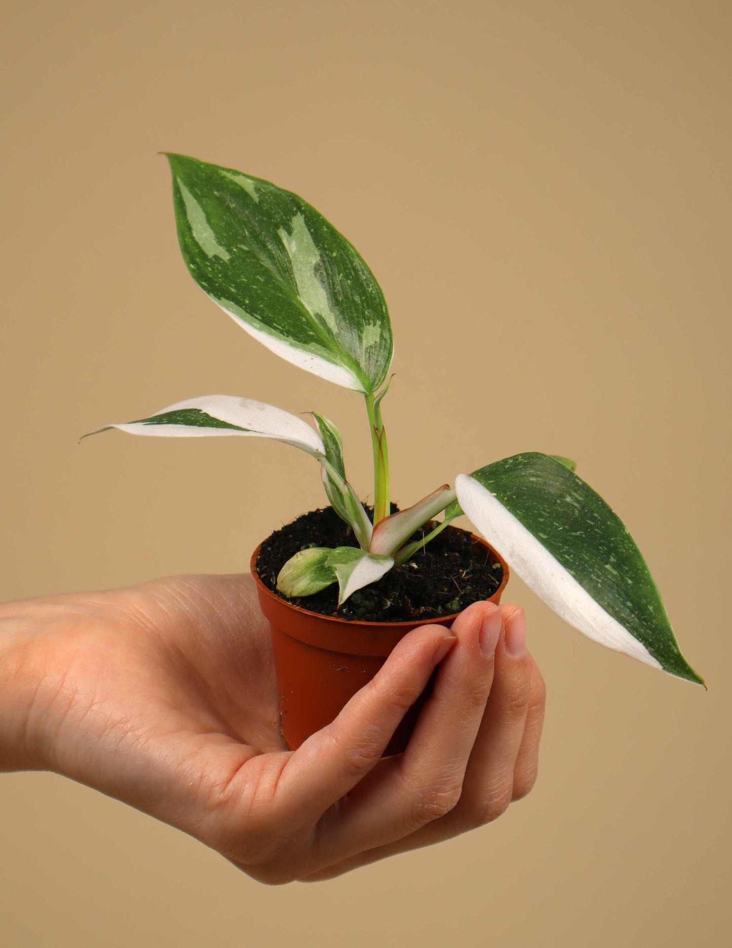 Philodendron 'White Princess'