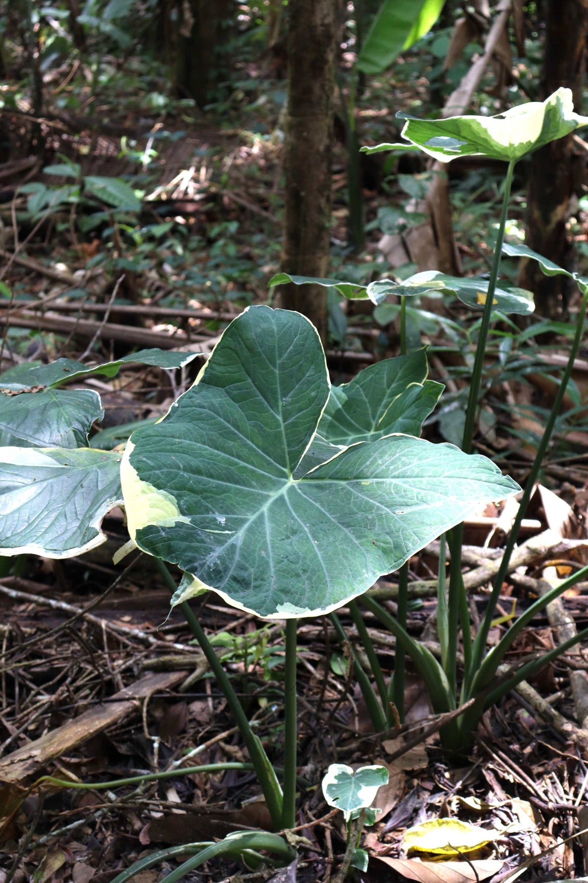 Xanthosoma sagittifolium Variegata Monstrose
