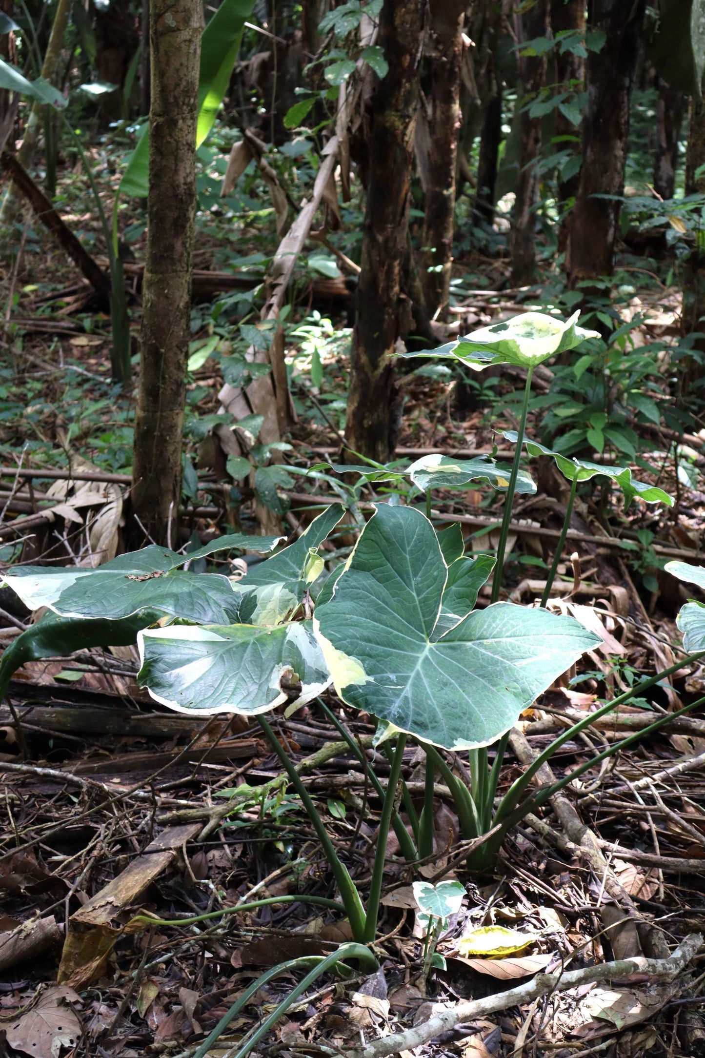 Xanthosoma sagittifolium variegatum monstrosum