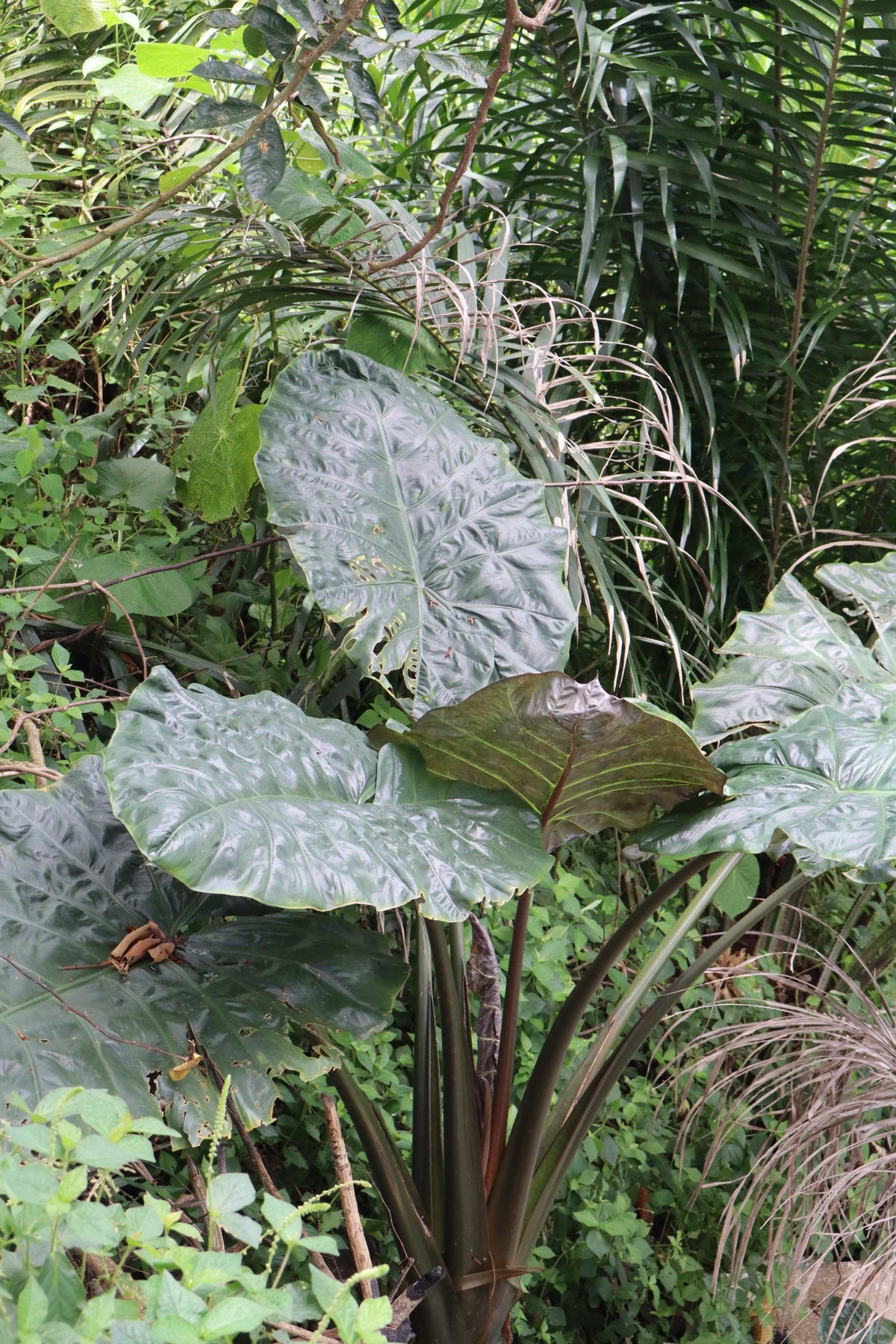 Alocasia sarawakensis 'Yucatan Princess'