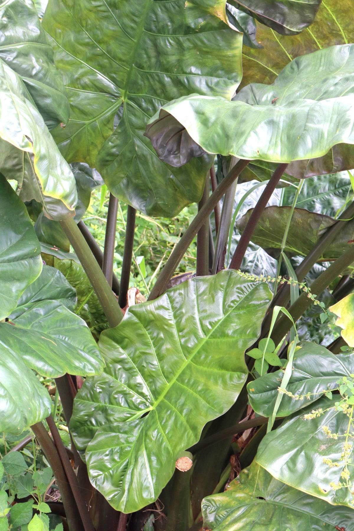 Alocasia sarawakensis 'Yucatan Princess'