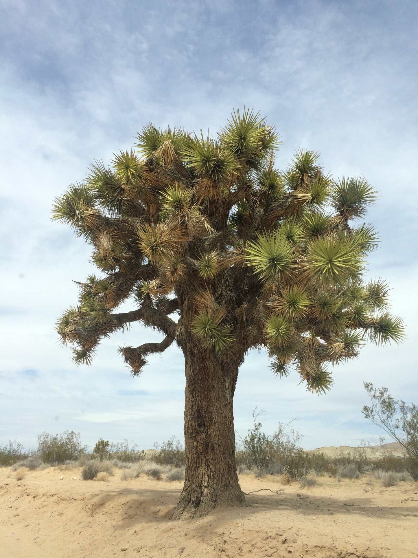 Yucca brevifolia | Köldtåligt Yuccaträd