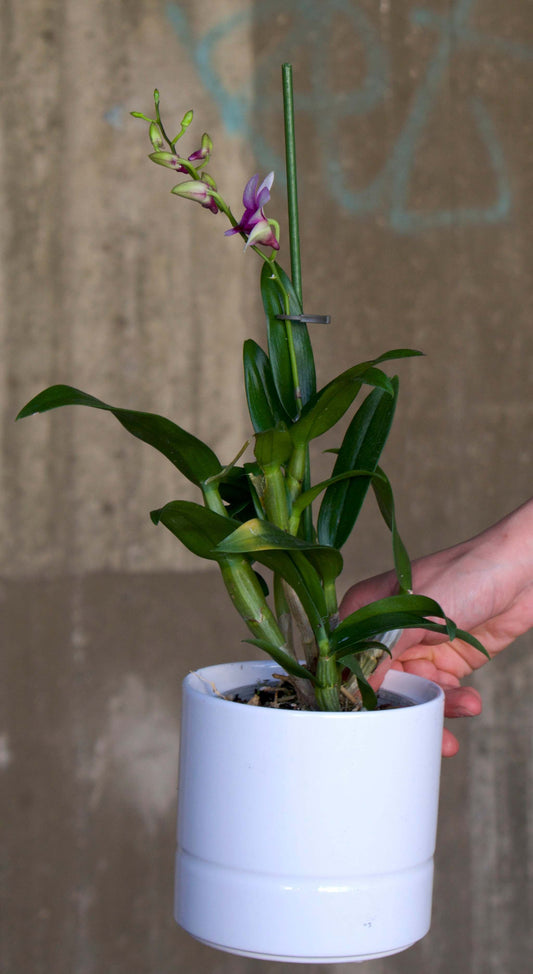 Zygopetalum-Orchidee