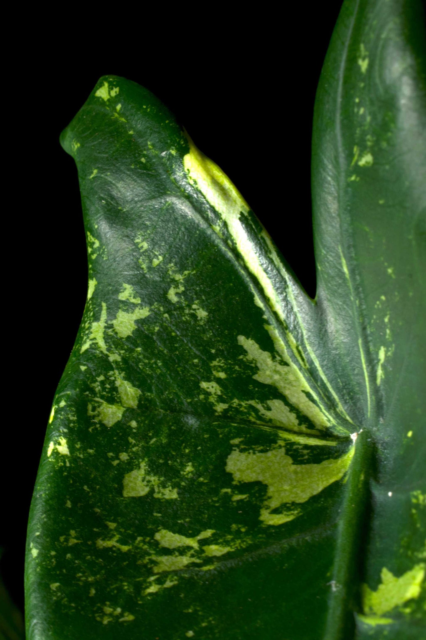 Alocasia zebrina albo variegata