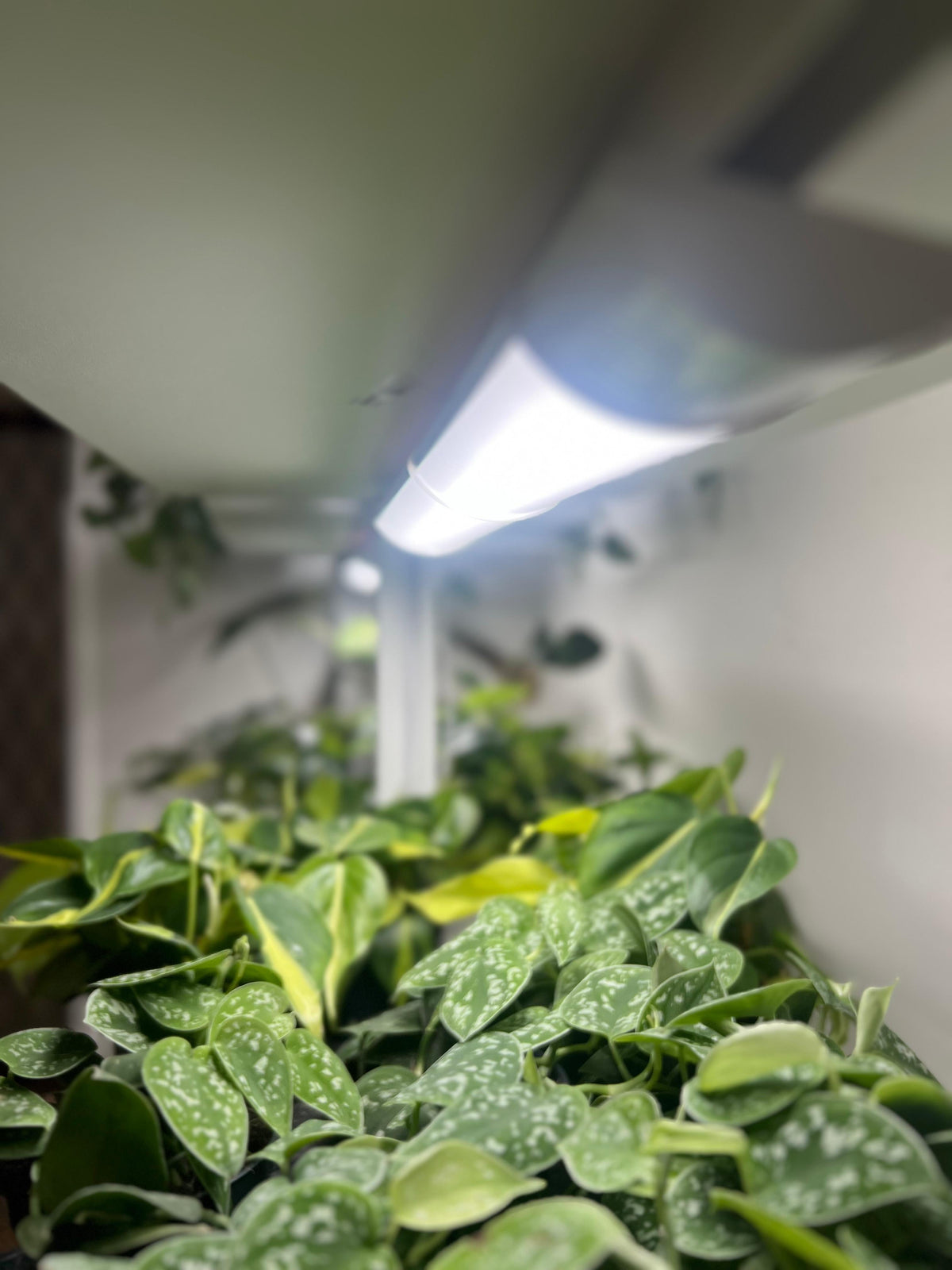 Nybörjarguide till växtbelysning: Så väljer och använder du växtlampor