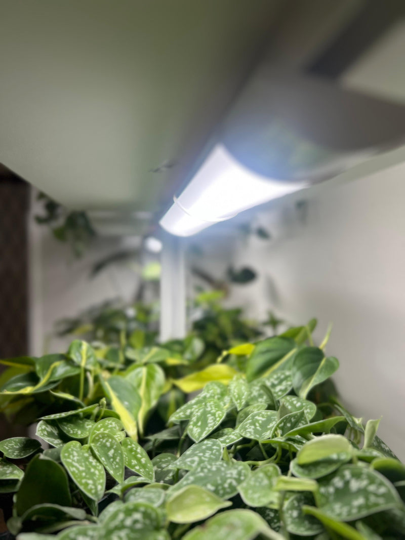 Nybörjarguide till växtbelysning: Så väljer och använder du växtlampor