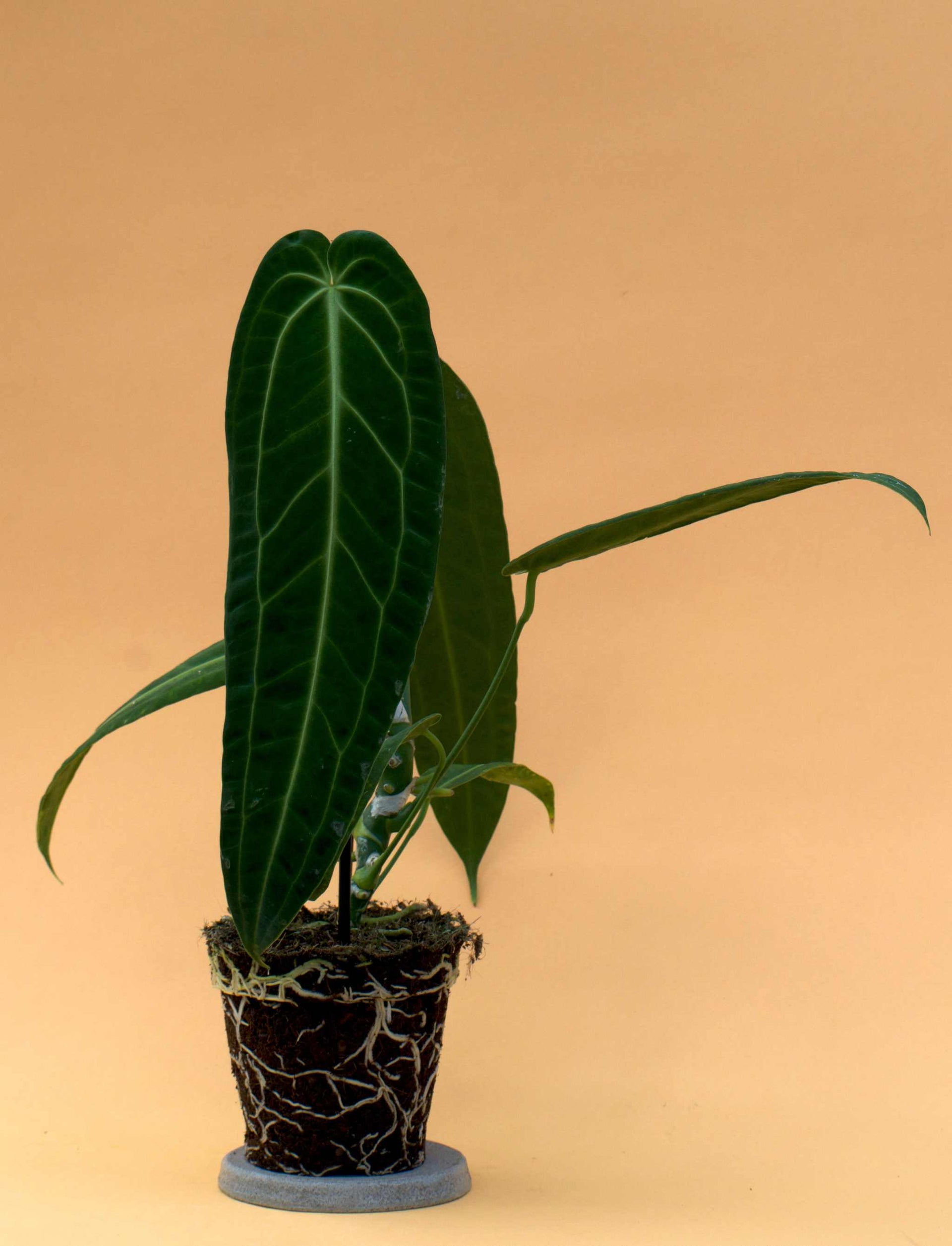 Anthurium Warocqueanum Care 2026 | 7 Tips for Getting Big Leaves  Ormbunker