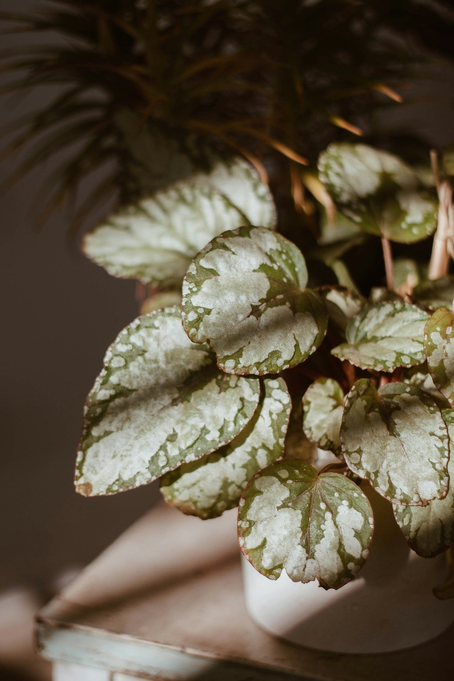 Begonia skötselråd - ormbunker