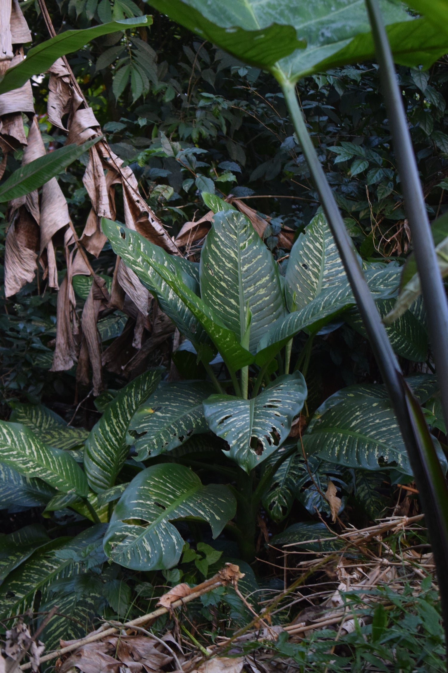 Dieffenbachia | Prickblad skötsel
