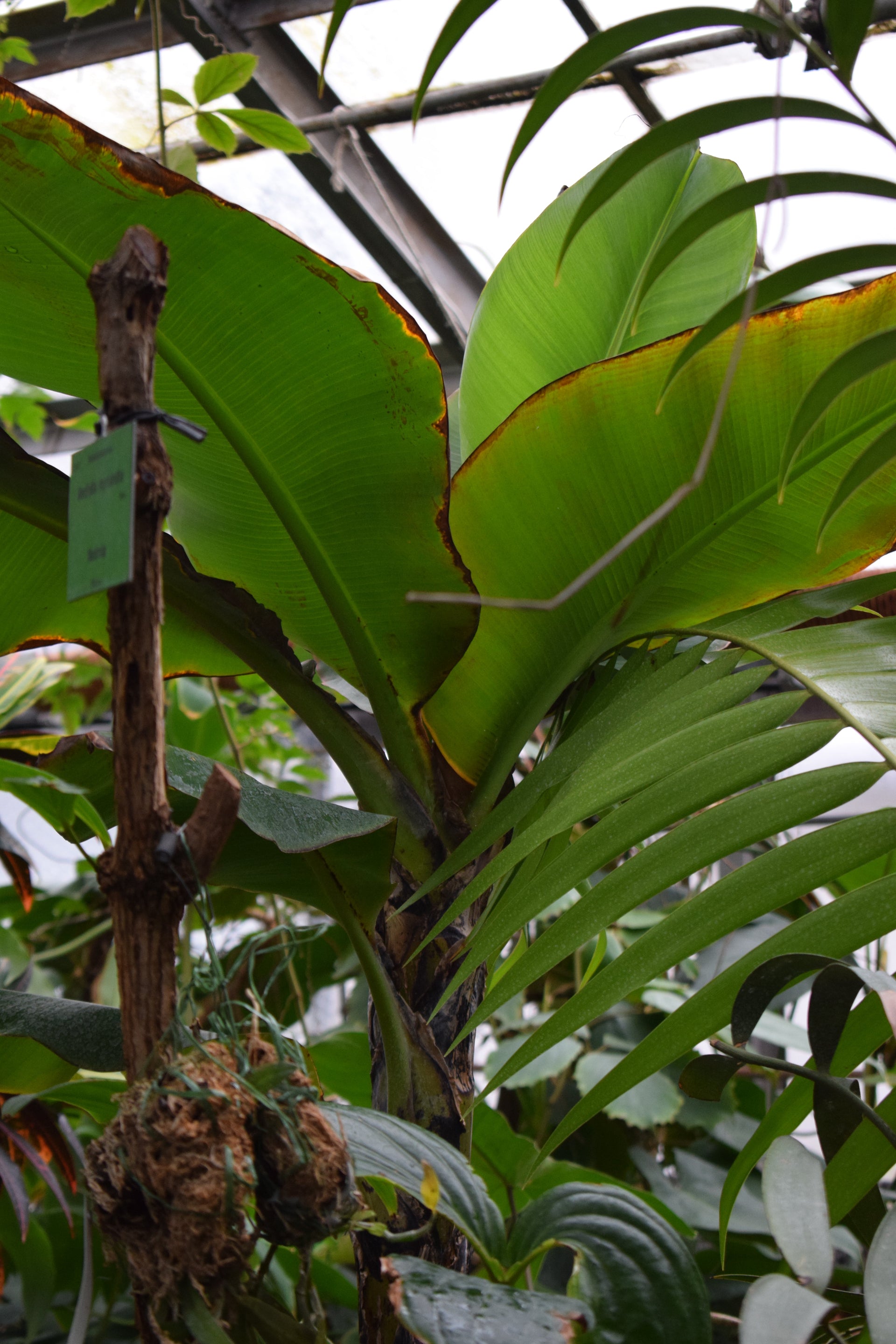 rote bananenpflanze überwintern rote Zierbanane 100-120 cm Ensete ventricosum Maurelii main image 1