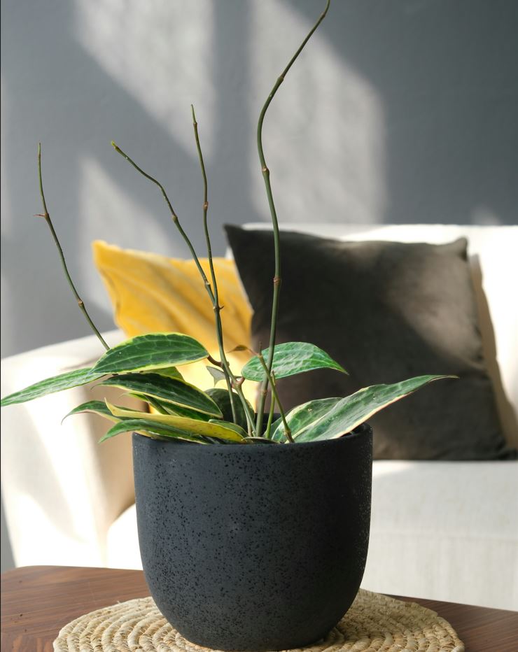 Hoya skötselråd, porslinsblomma