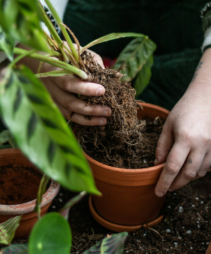 torvfri jord till krukväxter - ormbunker.se