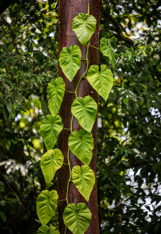 Klätterväxter och klängväxter skötselråd och tips