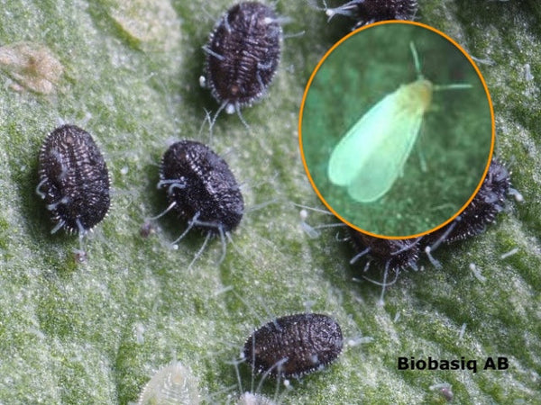 bekämpa ohyra krukväxter 2025