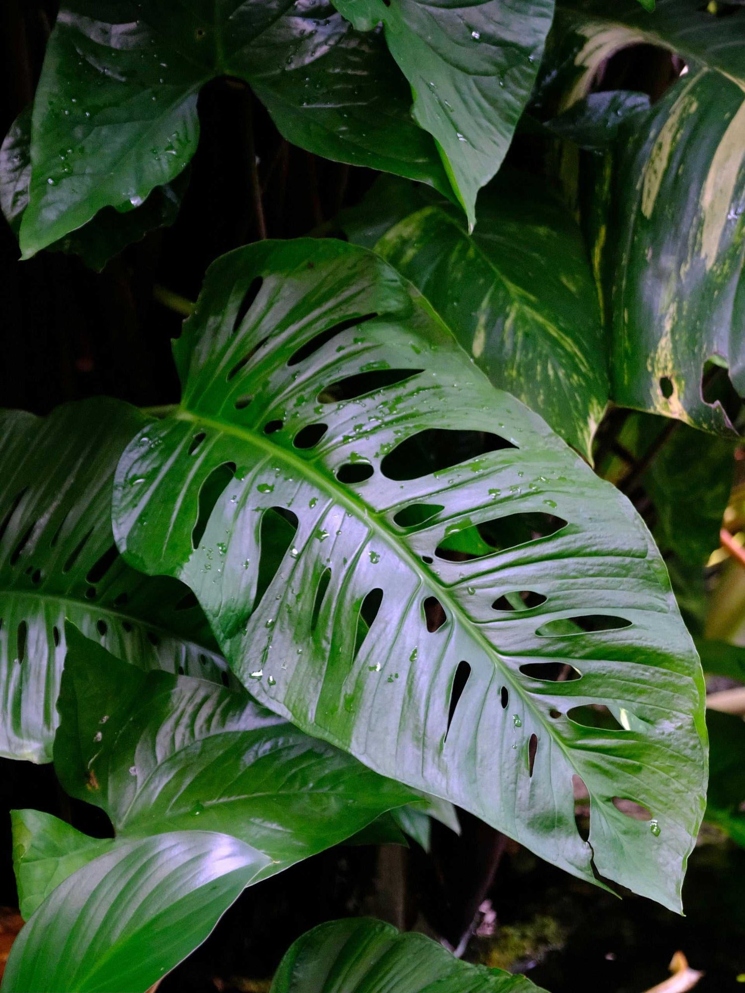 skillnaden mellan monstera adansonii och obliqua