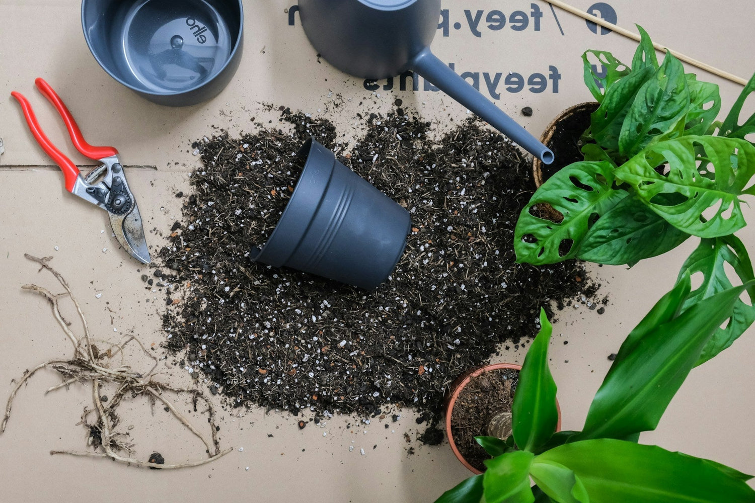 omplantera inomhusväxter