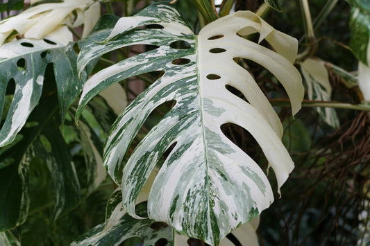 Monstera variegata skötsel