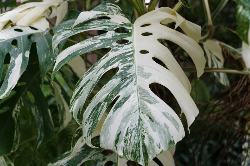 Monstera variegata skötsel
