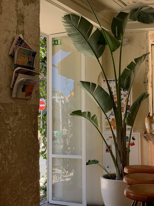 stora växter inomhus