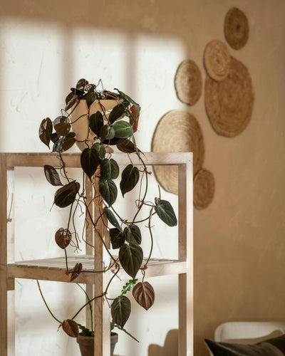 Växter som tål mörker - ormbunker