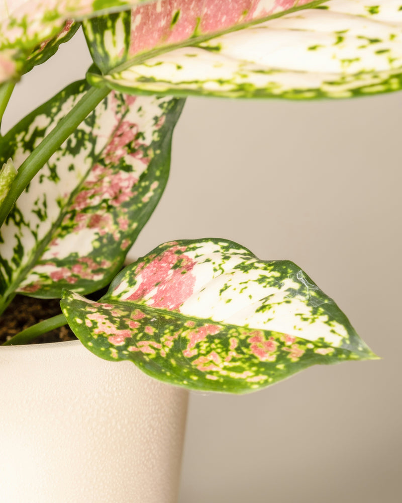 Silverkalla skötselråd aglaonema red zircon
