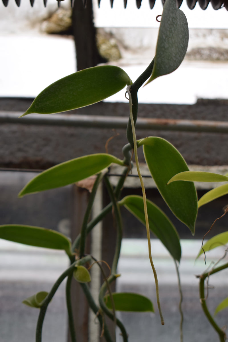 Vaniljorkidé skötsel