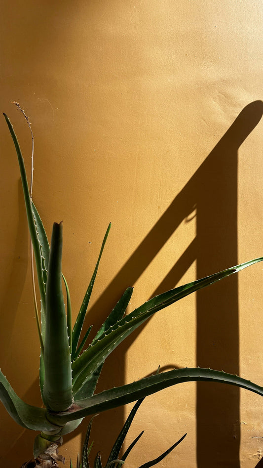 aloe vera skötsel