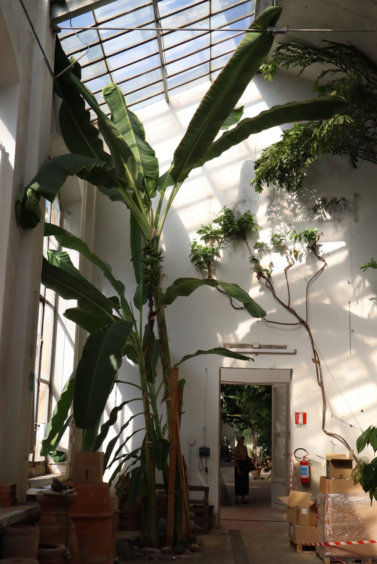 bananplanta skötsel 2026