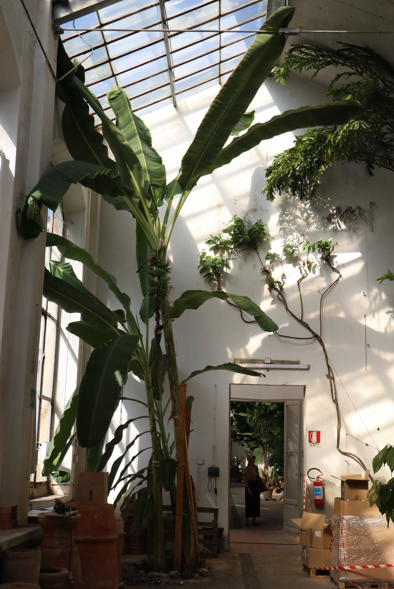 bananplanta skötsel 2026