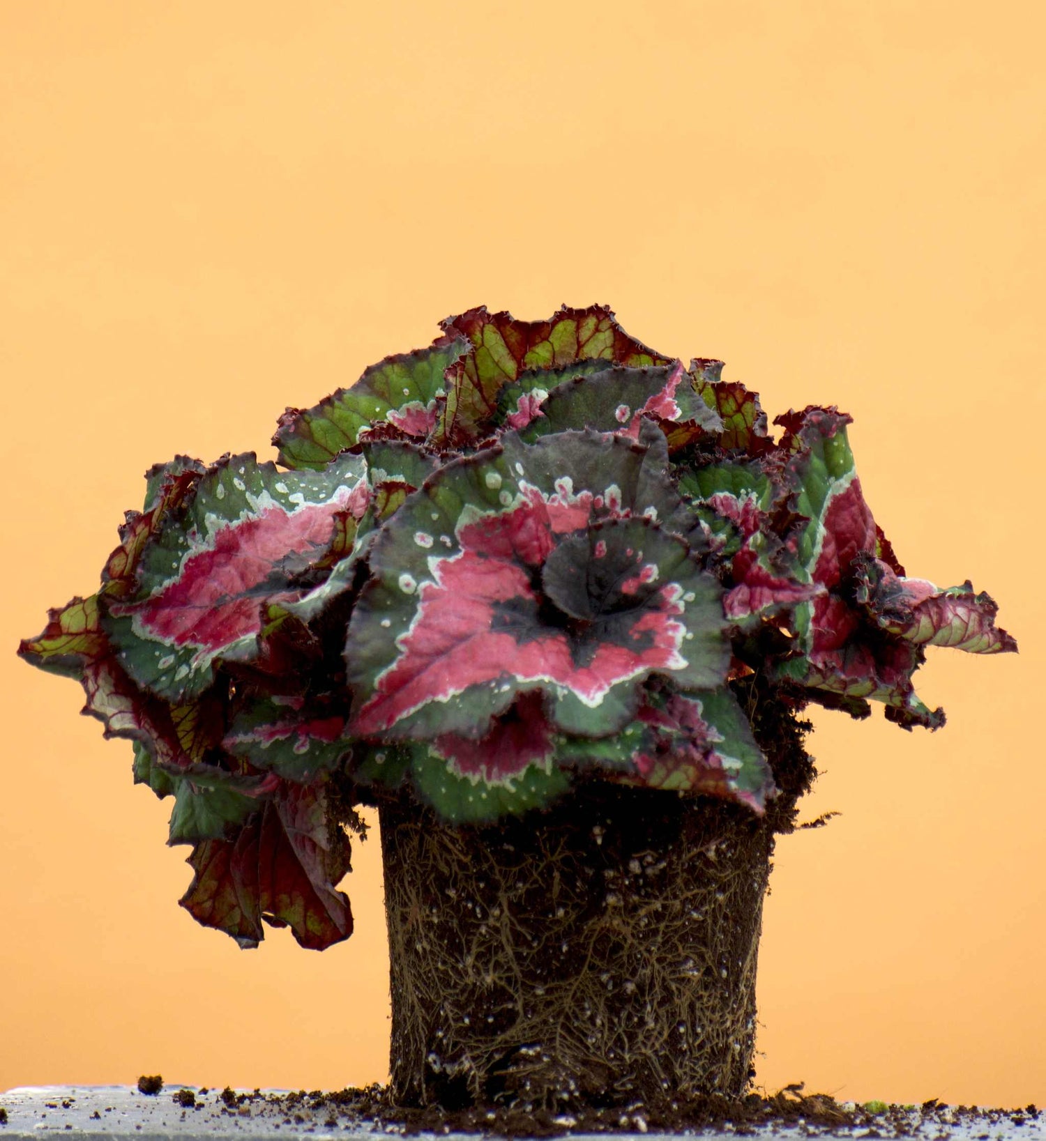 Bladbegonia | Begonia rex skötselråd