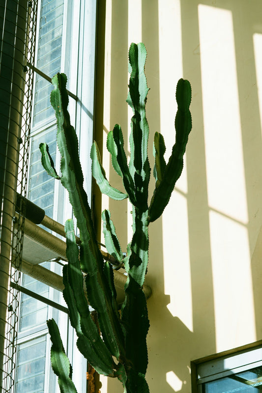 kaktus och suckulent skötselråd