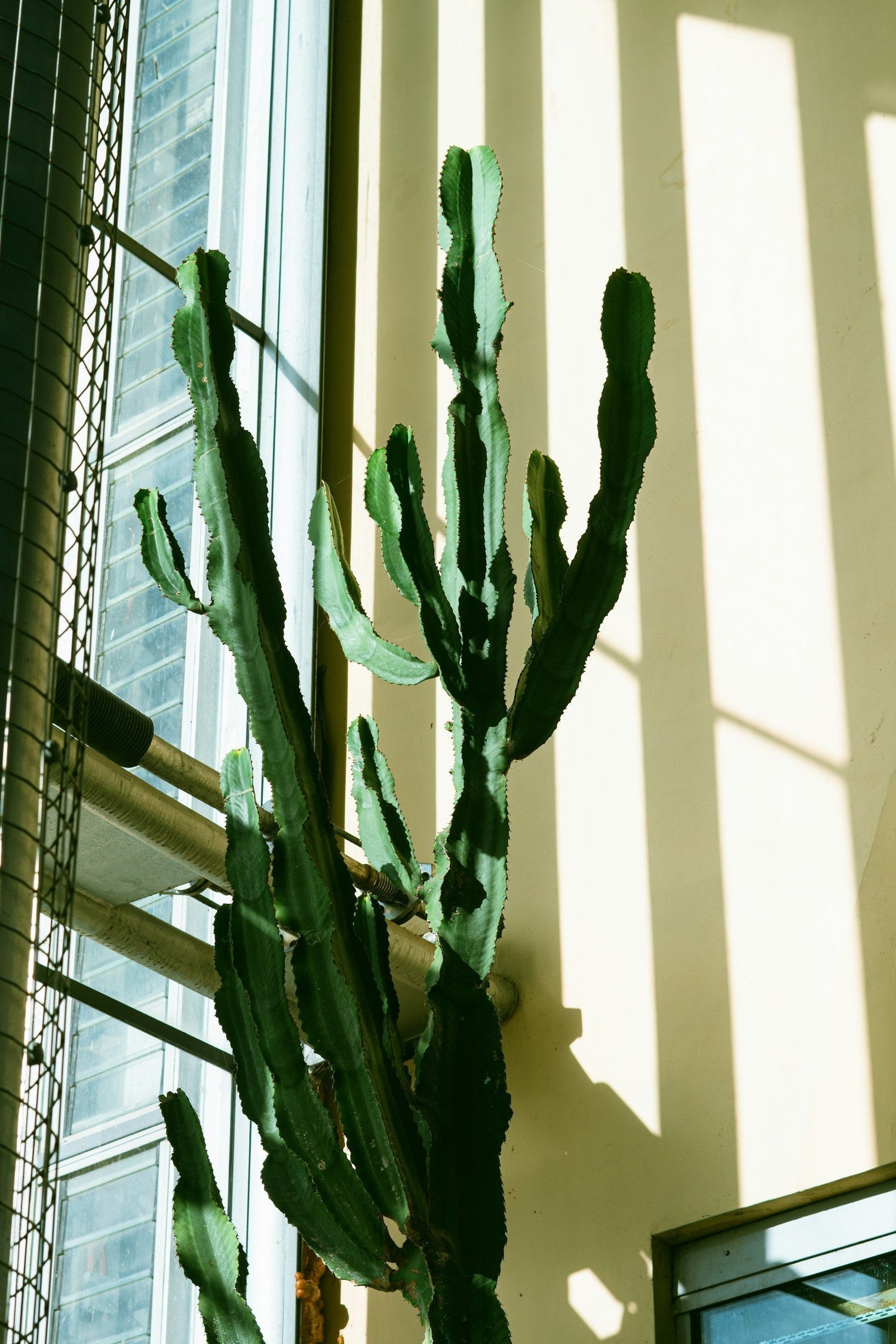 kaktus och suckulent skötselråd