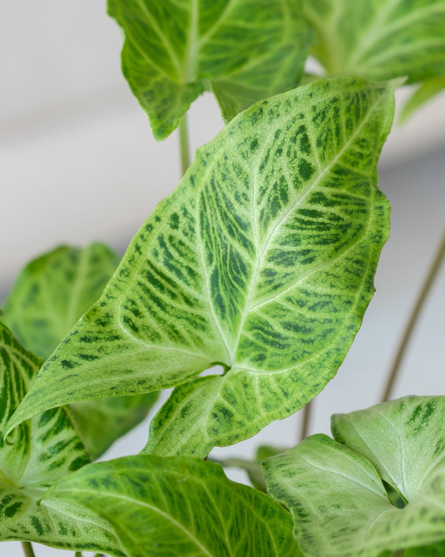 syngonium, pilspetsranka skötsel