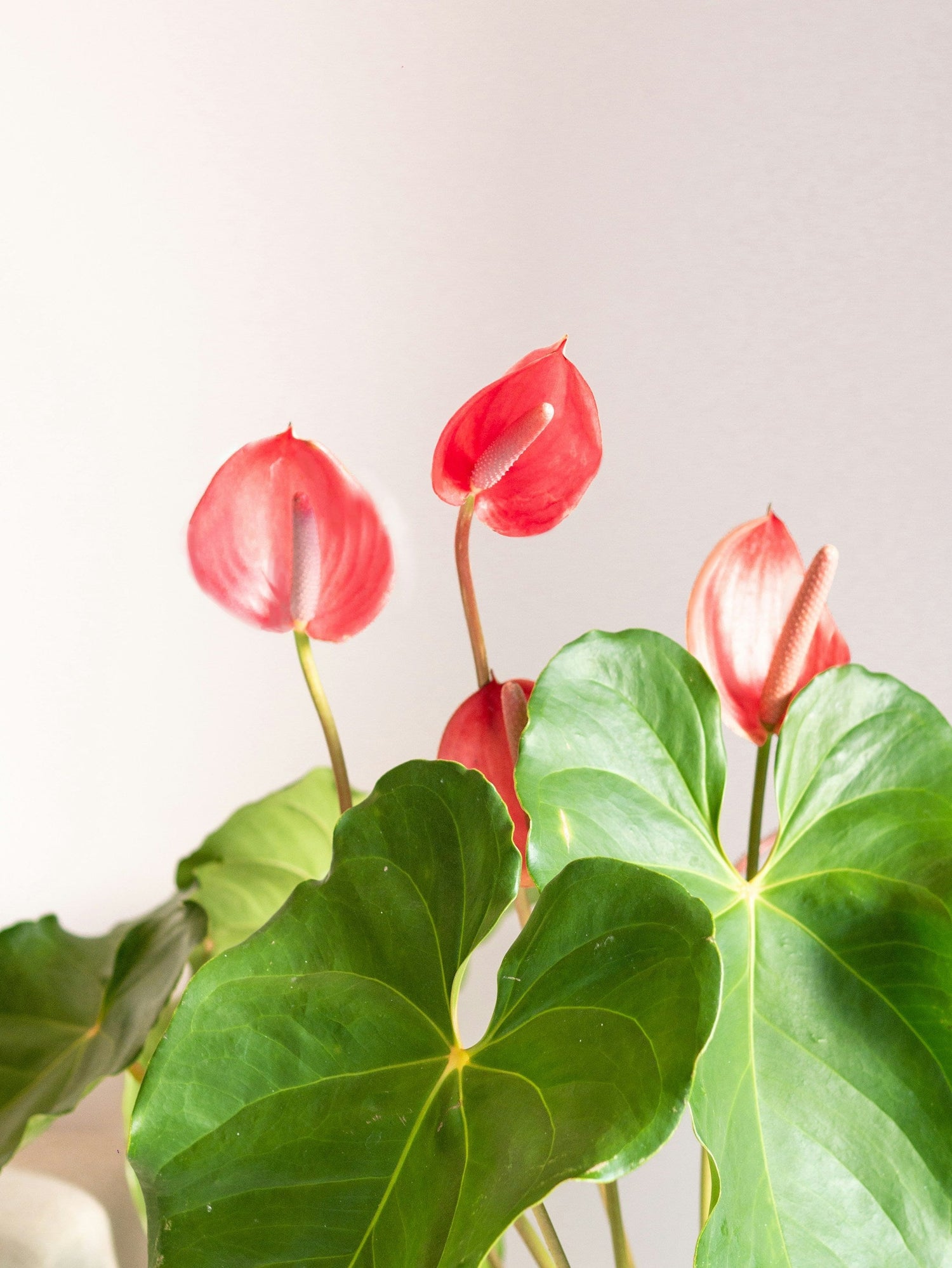 Flamingoblomma skötsel
