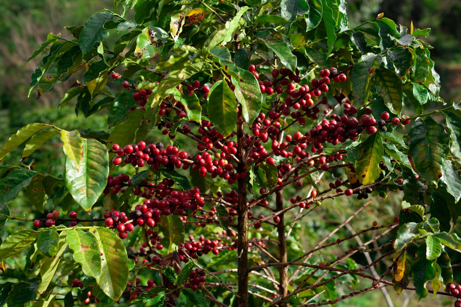 Kaffeplanta Skötsel | Odla Eget Kaffe Hemma | Köp Växter Online – Ormbunker