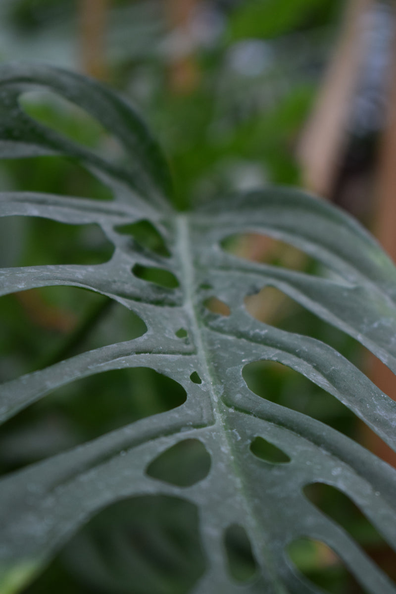 monstera adansonii