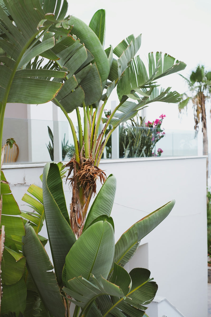 papegojblomma skötsel