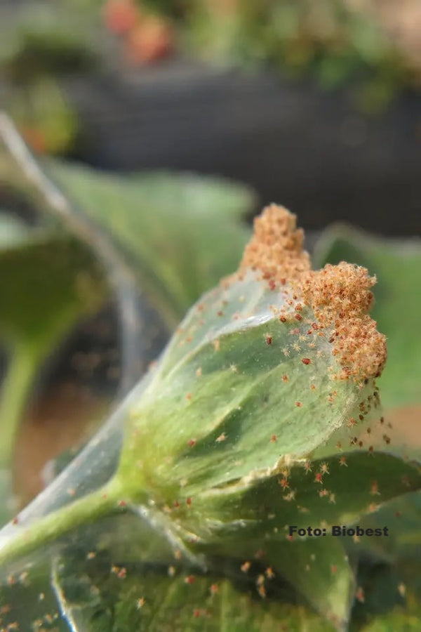 bli av med spinn ohyra