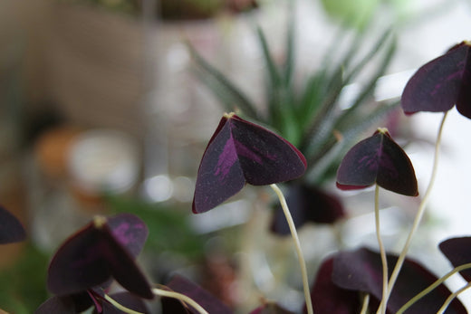 Triangeloxalis skötselråd - ormbunker