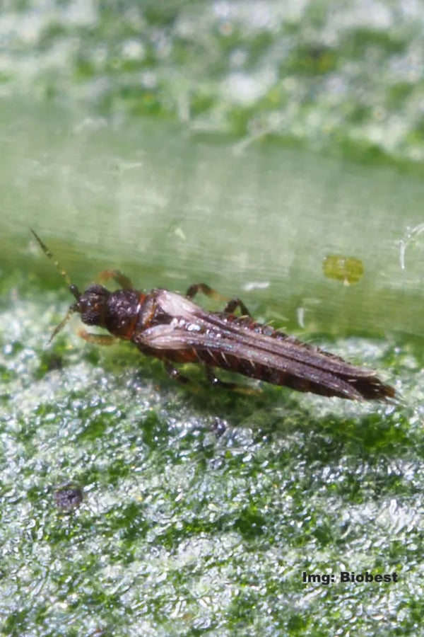 Trips på krukväxter | Den ultimata guiden till nyttodjur