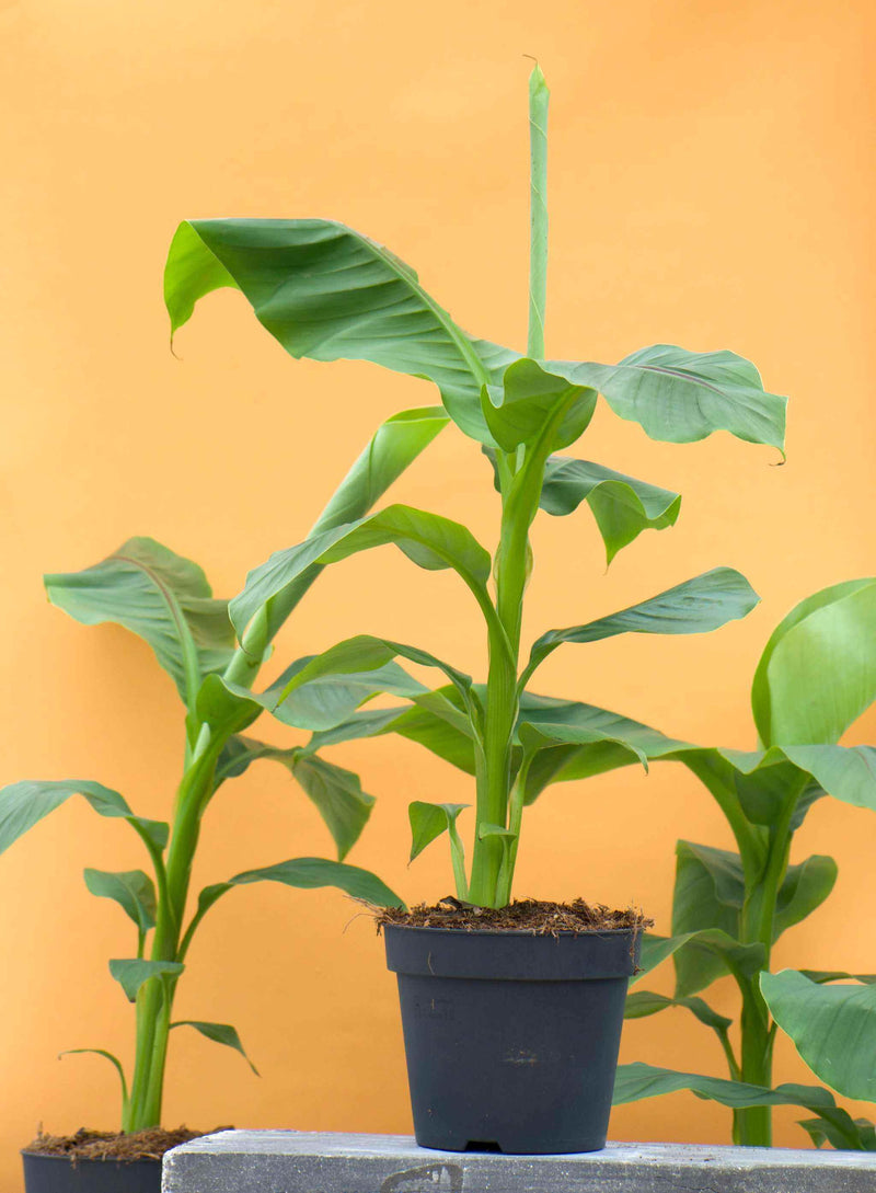 bananplantor