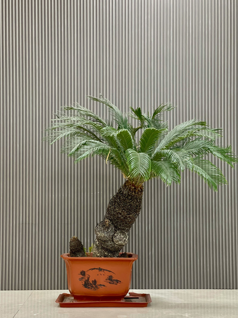 växter som trivs i sol