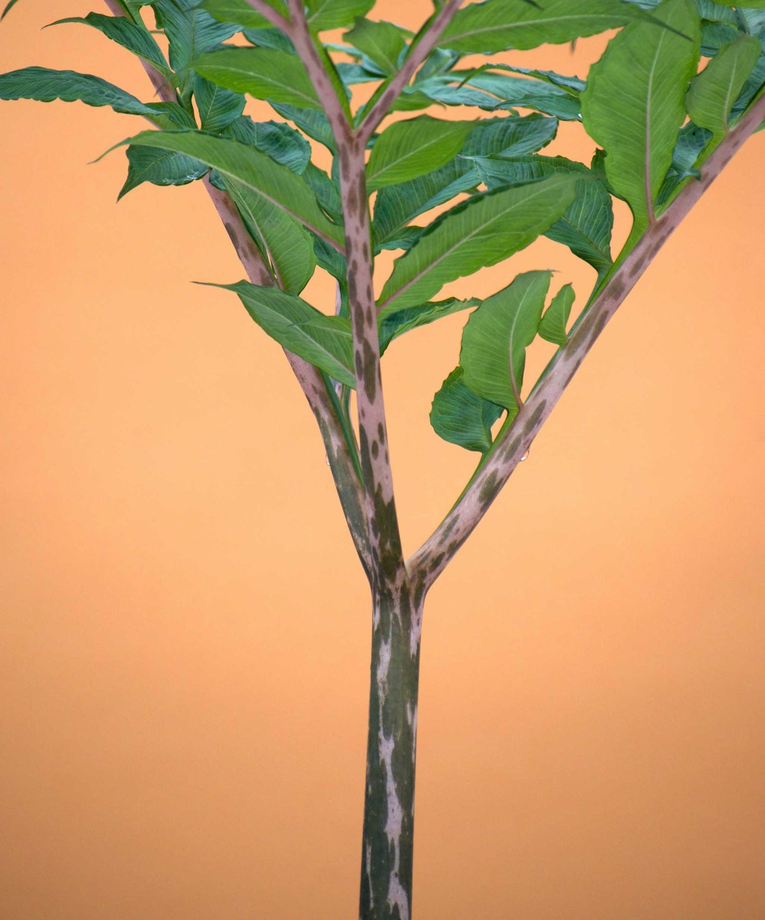 knölkalla amorphophallus