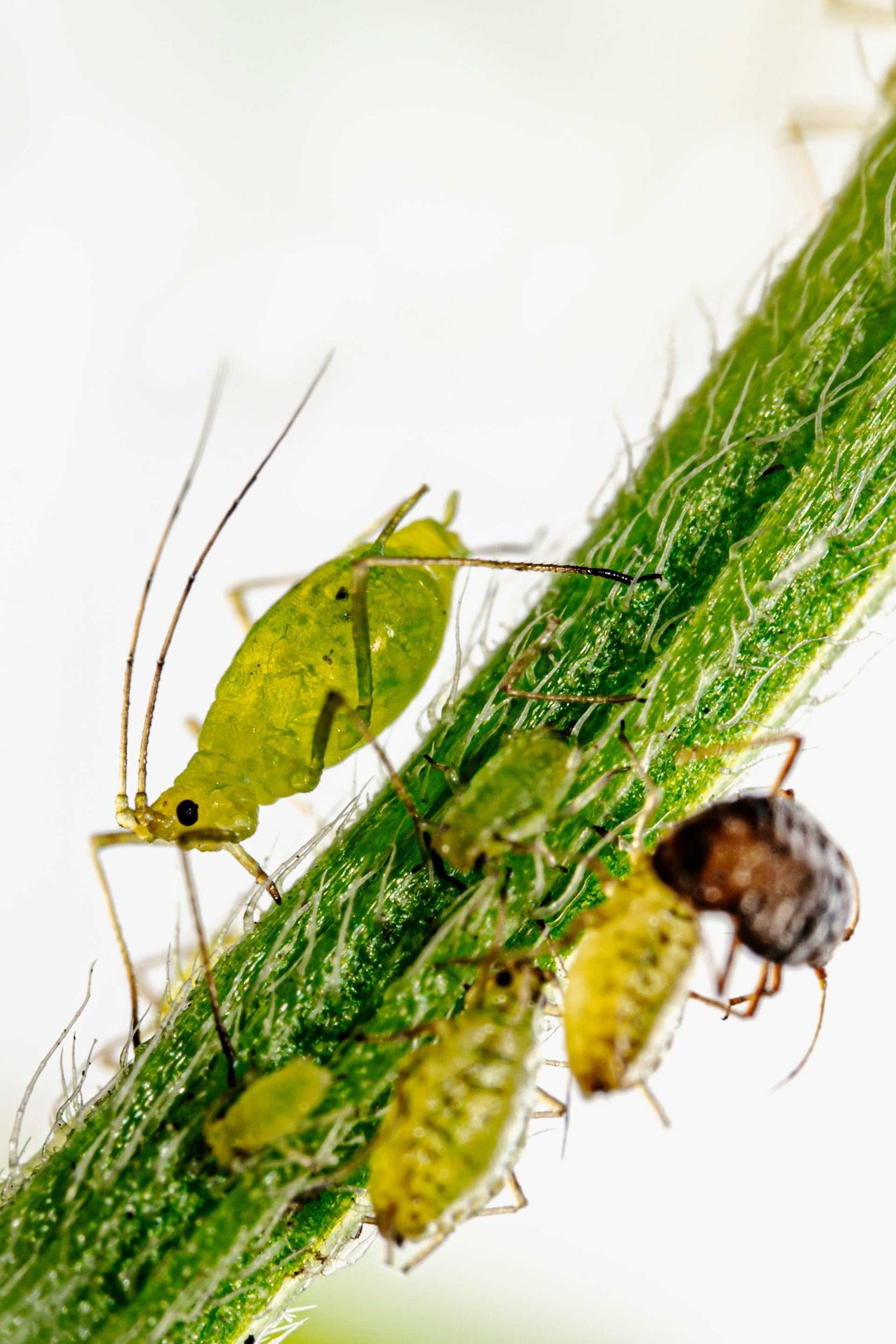 bladlöss på växter