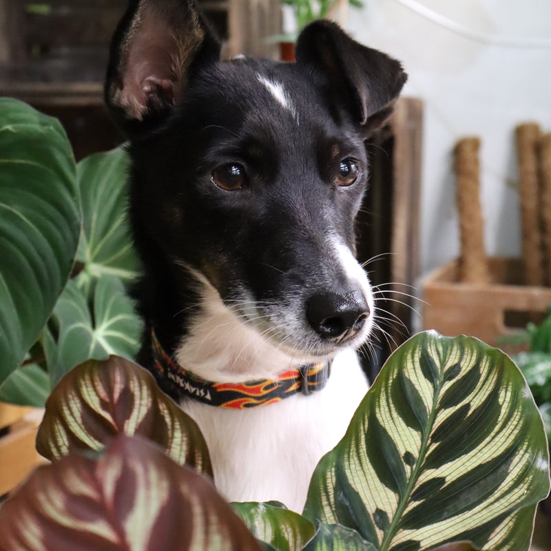 växter för katter och hundar