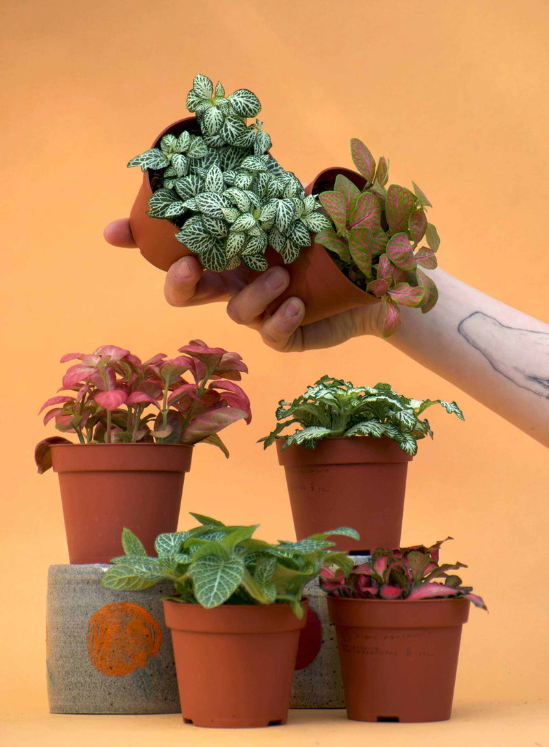 lättskötta växter