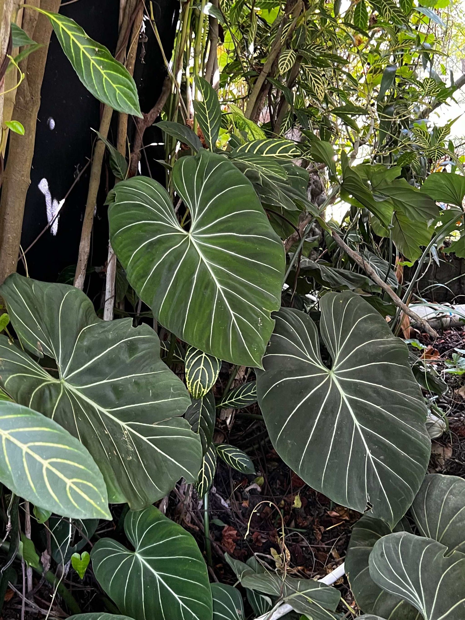 Aroider | Kallaväxter